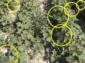 Cotoran In Short Supply; What Are My Options For Ragweed?